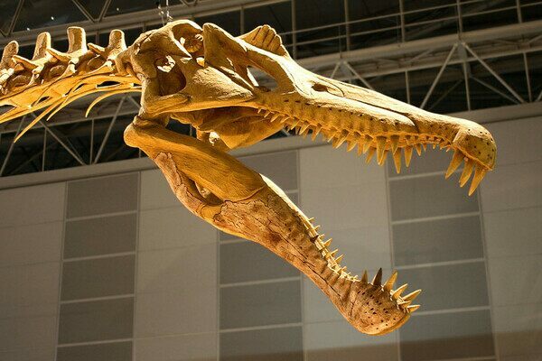 A reconstructed skull of Spinosaurus showing it's elongated snout and dagger-like teeth suited for catching fish.